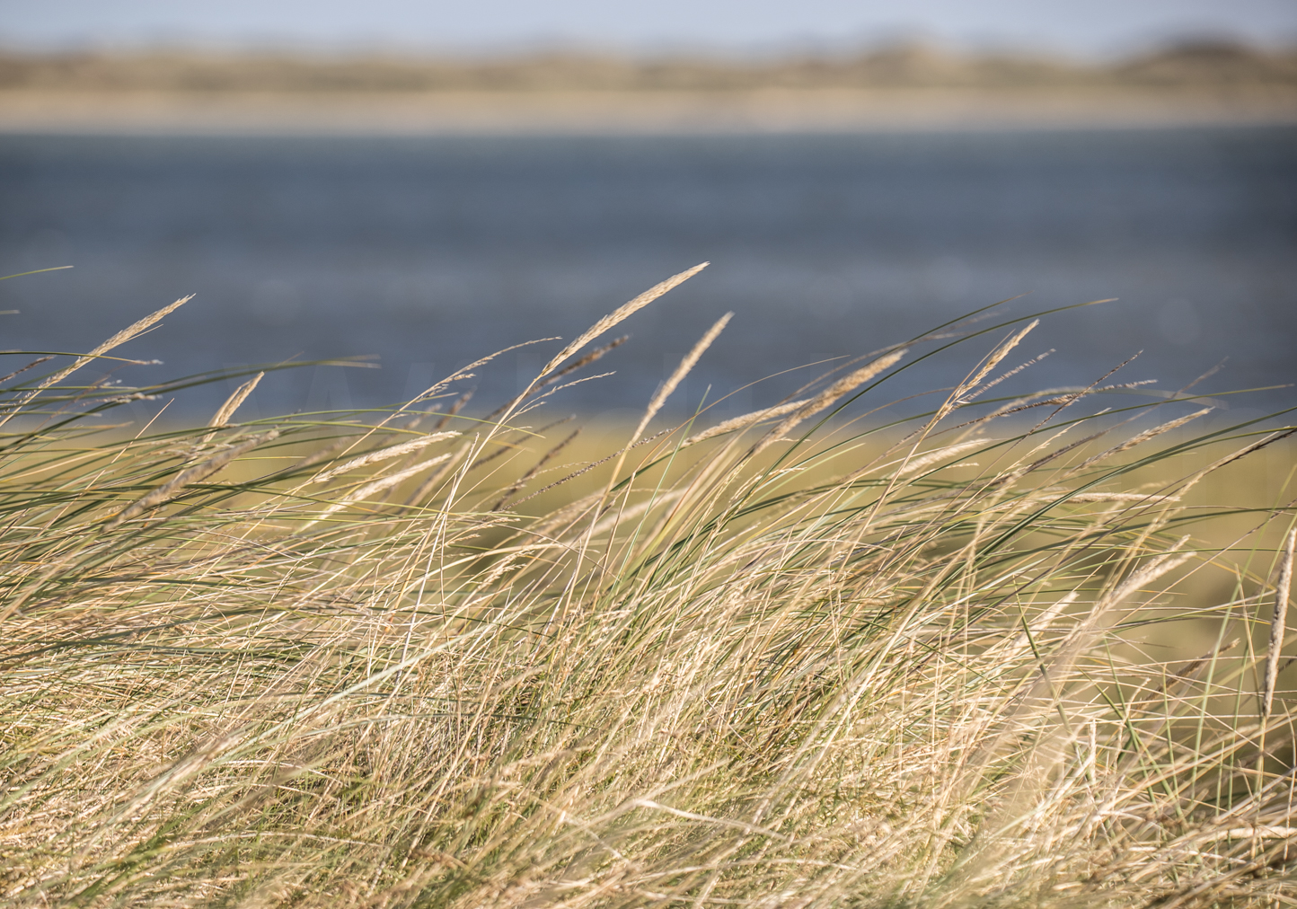 Für Naturliebhaber hat Sylt sehr viel zu bieten: Westerland, Kampen, List, Keitum. InselLeben auf der Insel Sylt.