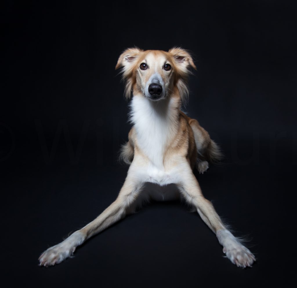 Tierfotografie im Fotostudio und bei Ihnen vor Ort.