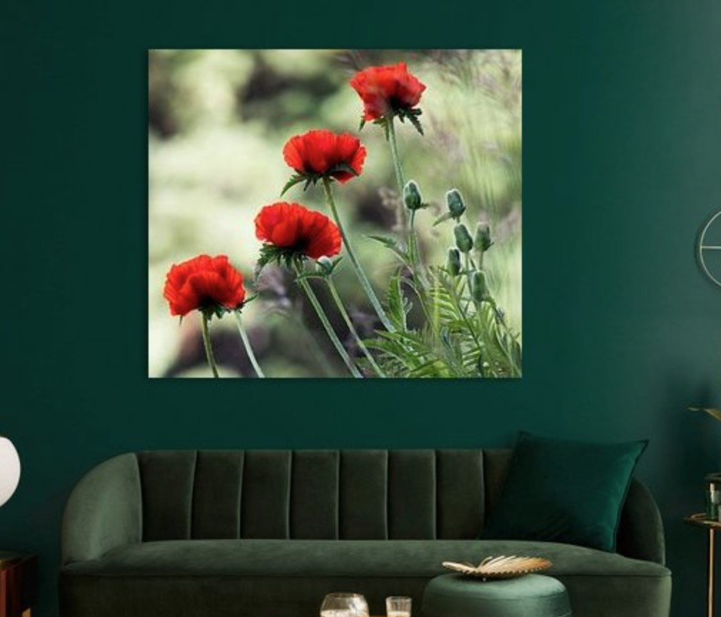 Fotografie für Fine-Art Print, Fotodruck auf Leinwand, Poster als Blumen-Wandbild, Kunst Fotoabzug. Natur, Mohn, Pflanzen.