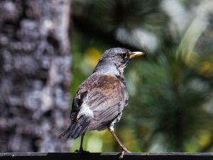 Produktfoto: Arvenbaum mit Alpenbewohner Bilder für Büroraeume