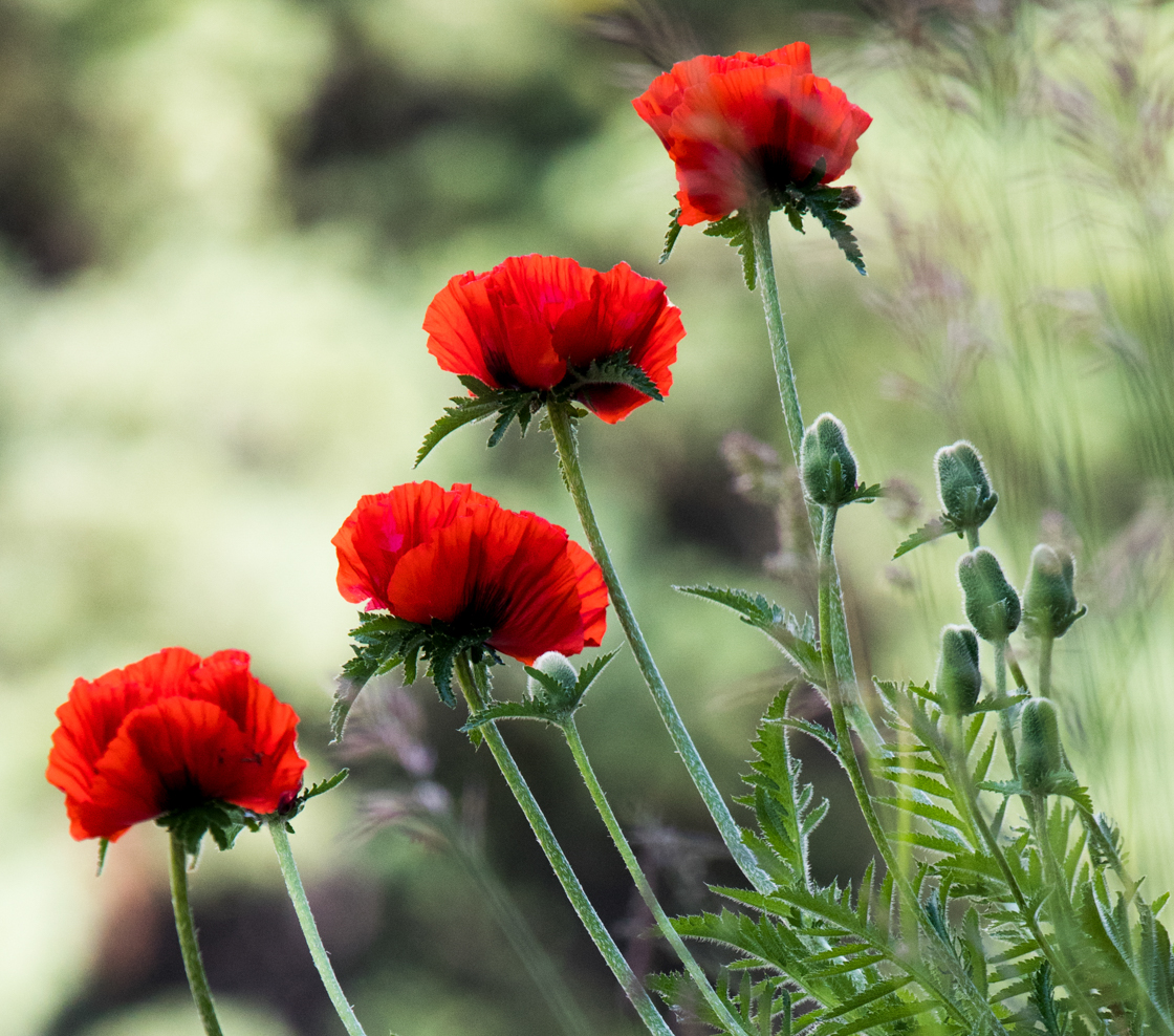 Mohn Blumen Fotoposter.
Entdecke unsere Geschenke zu Weihnachten. Wandbilder als Deko und
Weihnachtsgeschenk.