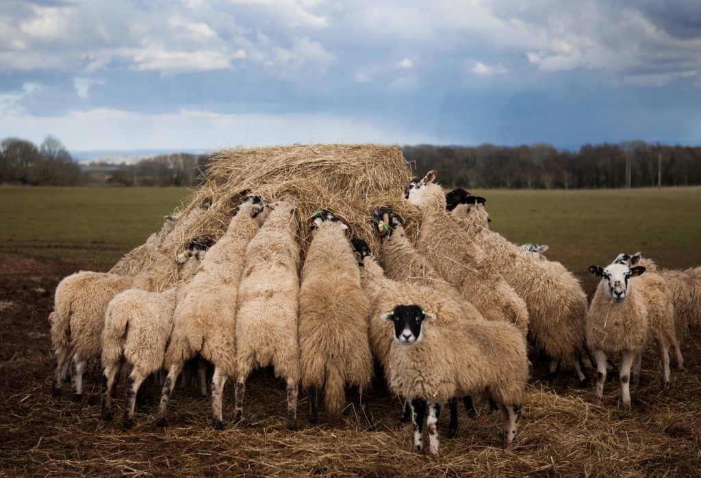 Bild: Countryside Sheep erhältlich als Fine Art Poster und Druck auf Leinwand in hervorragender Bildschärfe.