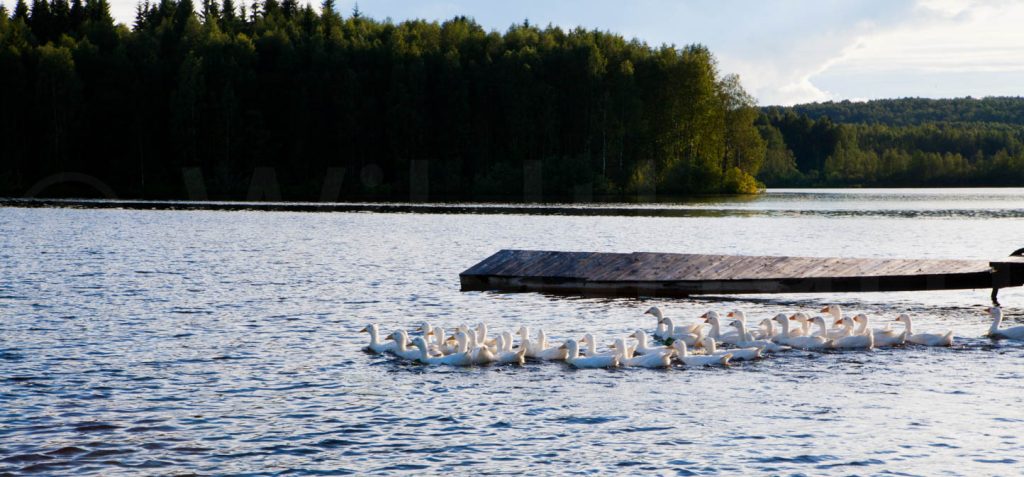 FineArt Leinwandbild Gänse in Seenlandschaft