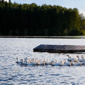 Produkt: Sitzreihe im Stadion. Als Poster, Leinwand, Acrgylglas Foto ab 39,50 erhätlich.
