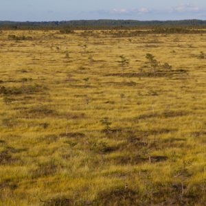 Produktfoto: Leinwandbild Moorlandschaft ab 49,50 € bestellbar.