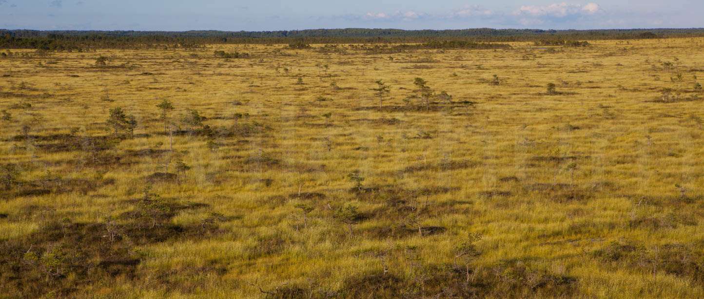 Produktbild: Moorlandschaft Leinwandbild