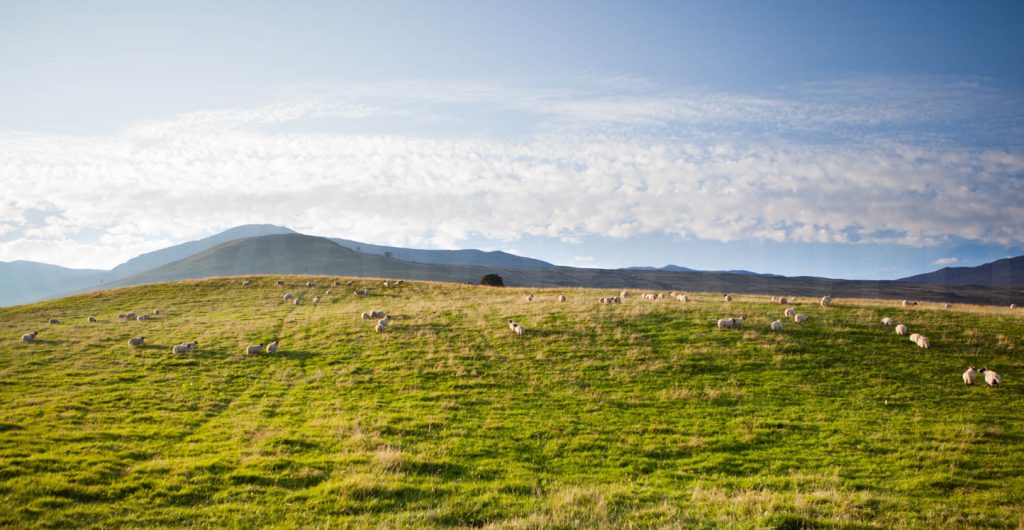 FineArt Leinwandbild Schafe in Landschaft