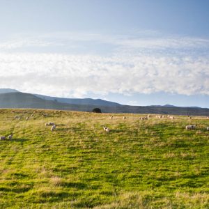 Gründland mit Schafen Wandbild. Produktbild wahlweise als Acrylglas foto, Poster Bild oder FineArt Pearl Druck ab 39,50 €.