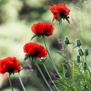 Produkfoto: Mohnblumen Bild bestellbar als Poster, Wandbild oder Acrylglas Geschenk für Weihnachten. Überrasche deine Familie und Freunde mit dieser besonderen Wanddeko.