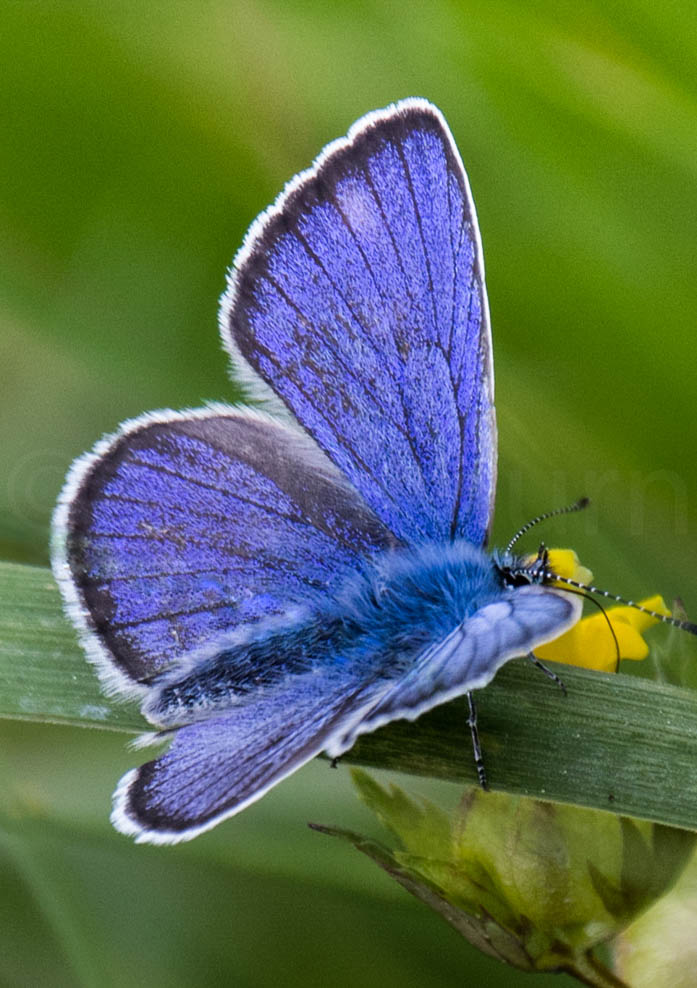 Schmetterling Tierfotos als Wandbild in unserem Art Shop ab 39,50 € erhältlich.