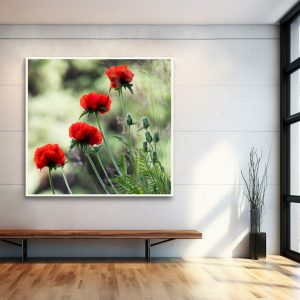 Fine Art LED Bild Mohnblumen. Ab 1439,50 € als Leuchtbild erhältlich.